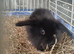 Baby mini lops