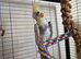 Baby Male Cockatiel