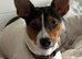 1 STUNNING BOY LEFT Gorgeous Litter Of Traditional Jack Russell Puppies 4 Boys 1 Girl