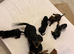 Miniature dachshund
