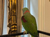 Tame alexandrine male