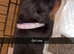 Beautiful Rottweiler pups for sale