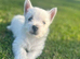 Stunning west highland terriers