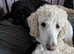 Outstanding Sheepadoodles