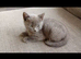 British short hair cross kittens