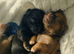Beautiful Shih Tzu Puppies