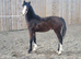 Welsh section c bay yearling colt