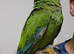 Silly Tame Handreared Female Baby Military Macaw