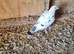 Raceing pigeons