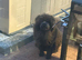 Female Chow