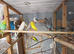 Budgies for sale