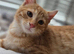 Kittens ready now pixie bob mix
