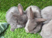 Gorgeous grey bunnies