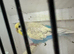 Nice hen budgie for sell