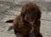 cockapoo puppies