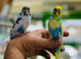 Budgies