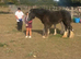 Beautiful dun black filly 4 white socks to make 14.2