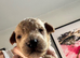Exquisite Red Fox F1b Toy Cockapoo puppies looking for their forever homes