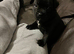 Best brindle pup in the UK