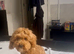 TOY POODLE BOY PUPPY 8mth