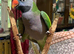 Derbyan Parrot for sale male