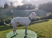 PET HOME ONLY, DEAF DOG