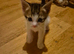Kittens for sale