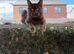 Mainecoon stud!