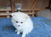 Pomeranian Puppies ready to go
