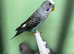 Black Wings, splits bf/bw, blue and green colours available