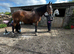 18.2hh+ 16yr old  TbXShire gelding