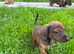 Dachshund puppy - shaded red boy