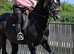 BLACK Beautiful 15.1 gelding