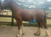 Stunning bay filly