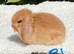 Pure bred mini lop baby boy .