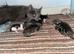 Ragdoll kittens for sale