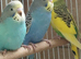 Young budgies