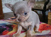 Exquisite Tiny Chihuahua puppies.