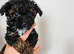 READY NOW! poochon pups