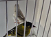 BEAUTIFUL PAIR SISKIN MUTATION COLOUR
