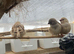 Zebra finches