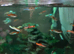 Very pretty colours Male Guppies