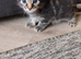 Kittens for sale