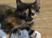 Two female kittens for sale