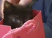 Kittens Ready now (Stevenage)