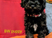 Toy poodle puppies KC reg Fully Vaccinated