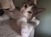 6 kittens looking for new home