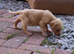 KC Labrador pups ready for homing now.