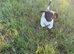 KC Registered English Springer Spaniels