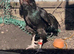 Mianwali chicken for sale